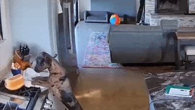 Sneaky pooch swipes fresh sourdough loaf off Texas family's stovetop