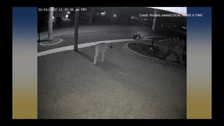 Security footage shows a vandal spray-painting 'Lock Trump Up' on home lawn