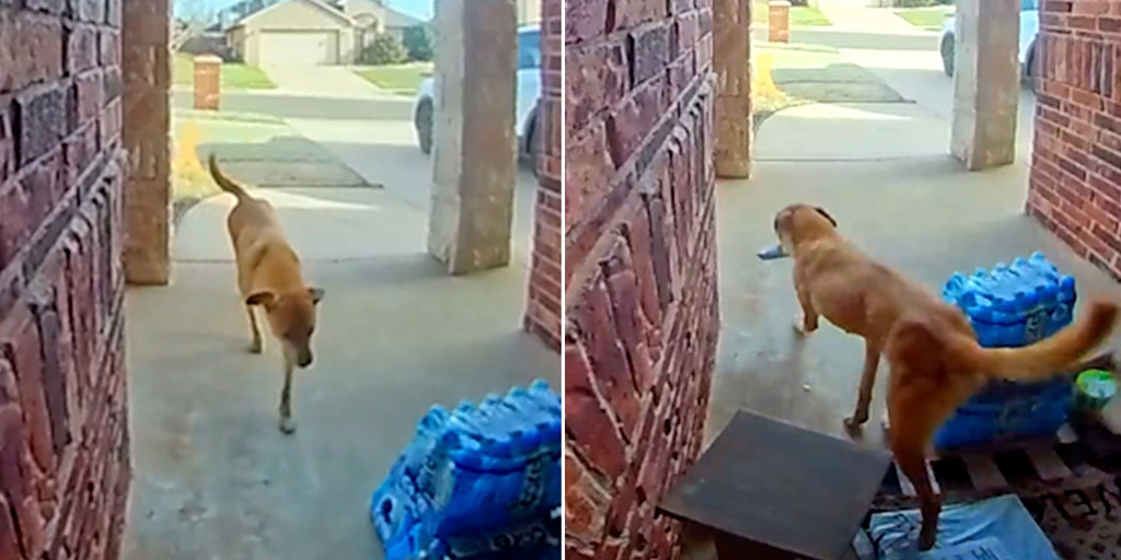 Dog caught on camera stealing steaks after doorstep delivery in Oklahoma