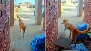 Dog caught on camera stealing steaks after doorstep delivery in Oklahoma