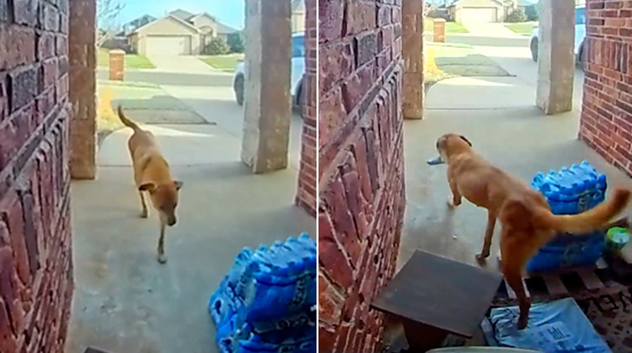 Dog caught on camera stealing steaks after doorstep delivery in Oklahoma
