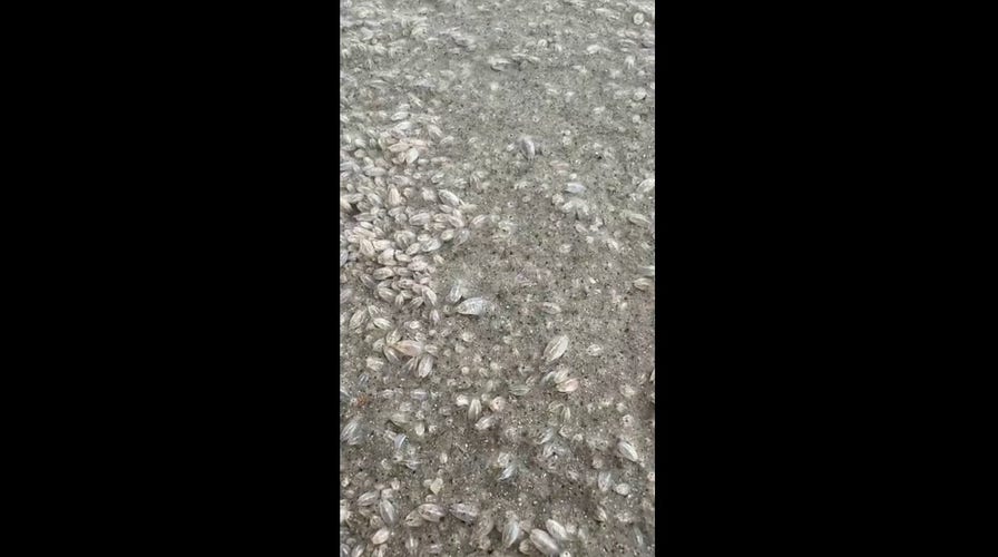 'It was crazy!': Beachgoers shocked as sand fleas swarm Florida beach