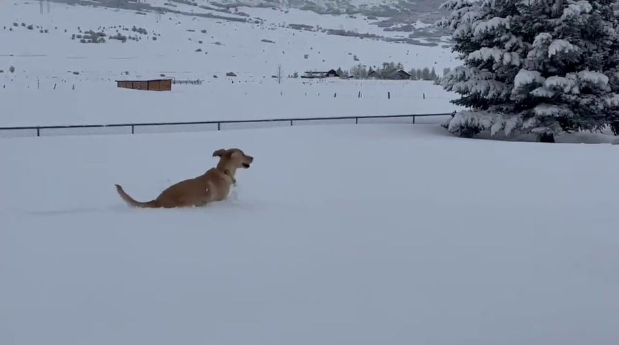 Utah dog in heaven playing in fresh snow