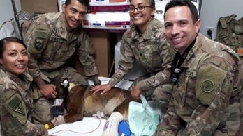 Hero dog wins 'medal of honor' in UK for helping fight Al Qaeda