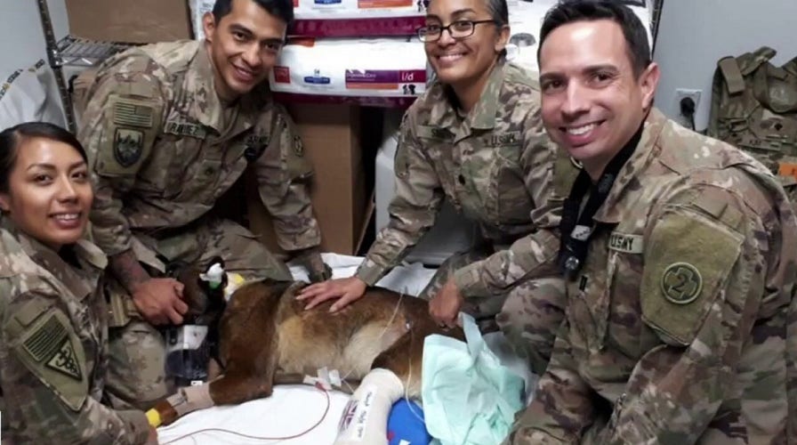 Military dog given U.K.'s highest animal honor