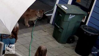 Family stunned as cougar comes within feet of their home - Fox News