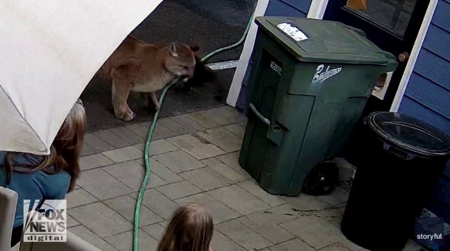 Family stunned as cougar comes within feet of their home