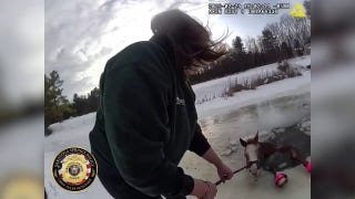 New York police rescue horse stuck in icy pond - Fox News