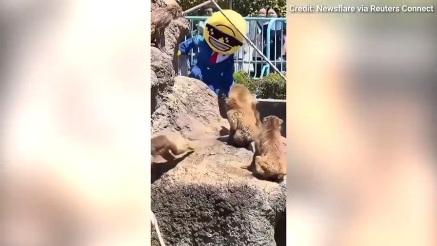 American tourists arrested after 1 allegedly enters enclosure of famous monkey in Japan