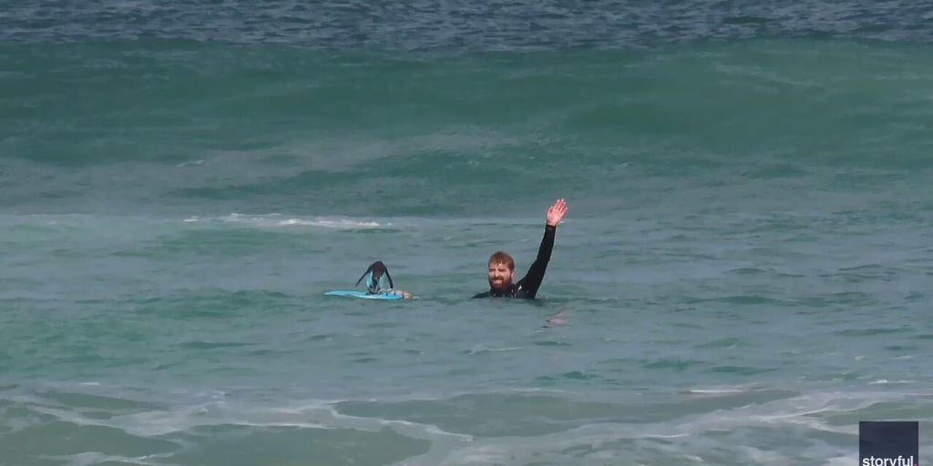 Penguin captured on video bodyboarding off the coast of Cape Town