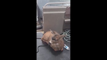 Alaska Wildlife Troopers rescue two deer stranded out in the cold Alaskan waters