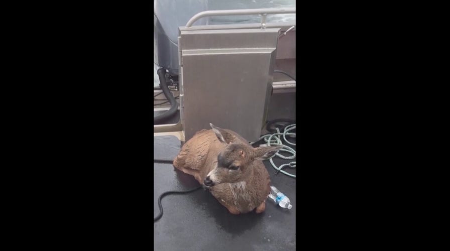 Alaska Wildlife Troopers rescue two deer stranded out in the cold Alaskan waters