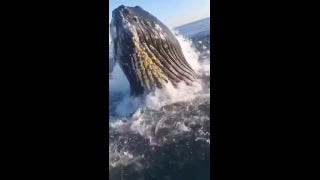 Whale Makes A Surprise Breach Next To Fishing Boat - Fox News