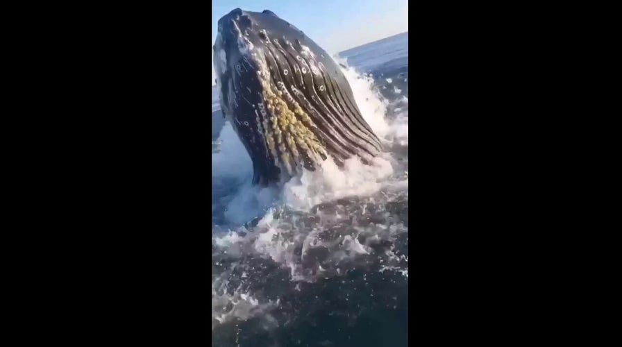Whale Makes A Surprise Breach Next To Fishing Boat