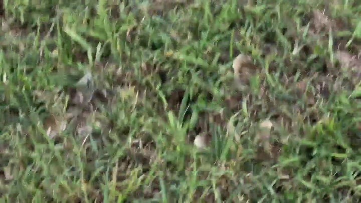 Florida alligator responsible for killing elderly woman attempted to attack dog, then her foot