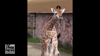 Chester Zoo’s rare young Rothschild giraffe was captured on video walking around new home - Fox News