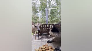 Raccoon scares off deer trying to steal its food