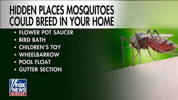 Expert reveals tech tips to beat bugs this summer