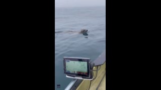 Sea lion swims around fisherman's boat, makes daring leap - Fox News