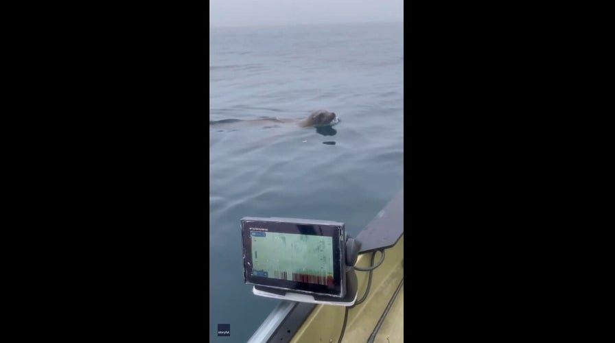 Sea lion swims around fisherman's boat, makes daring leap