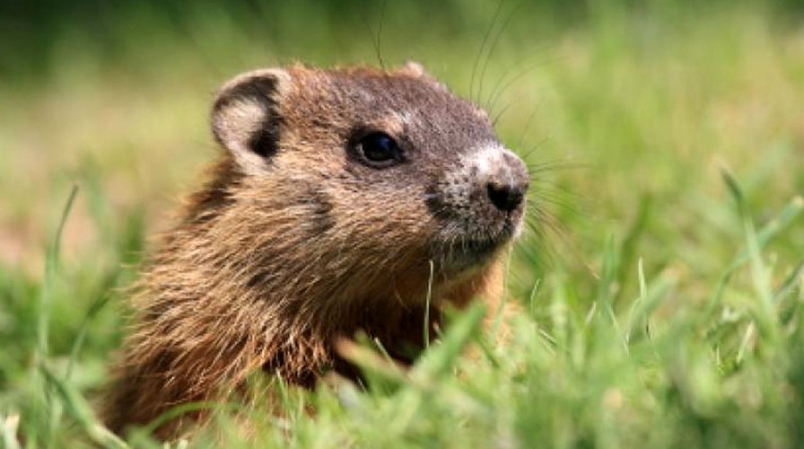 Punxsutawney Phil predicts 6 more weeks of winter in Groundhog Day