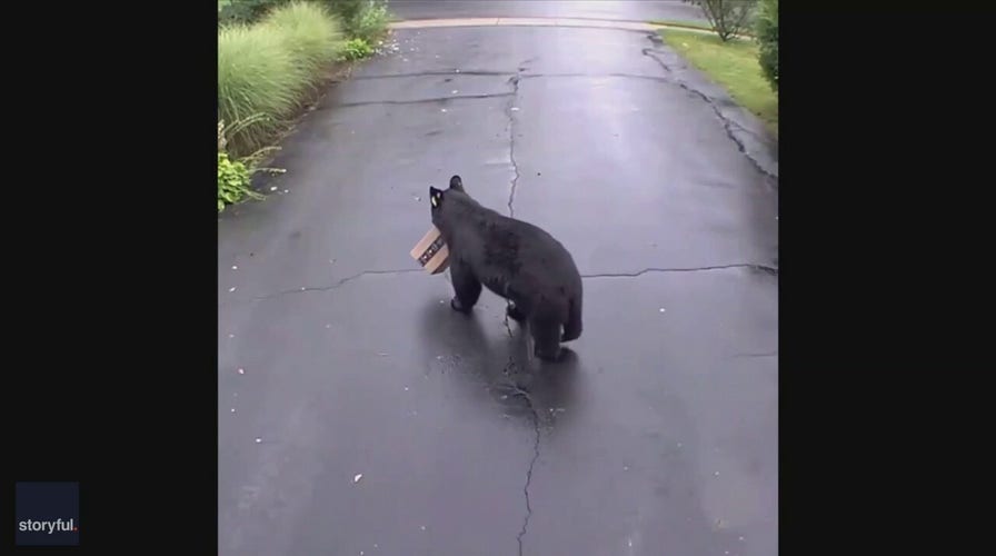 Bear caught stealing Amazon package in Connecticut