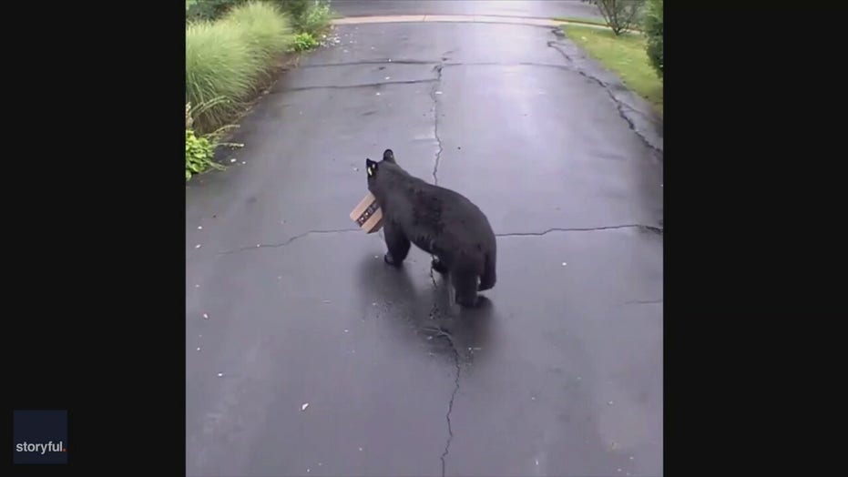 bear steals chewy box