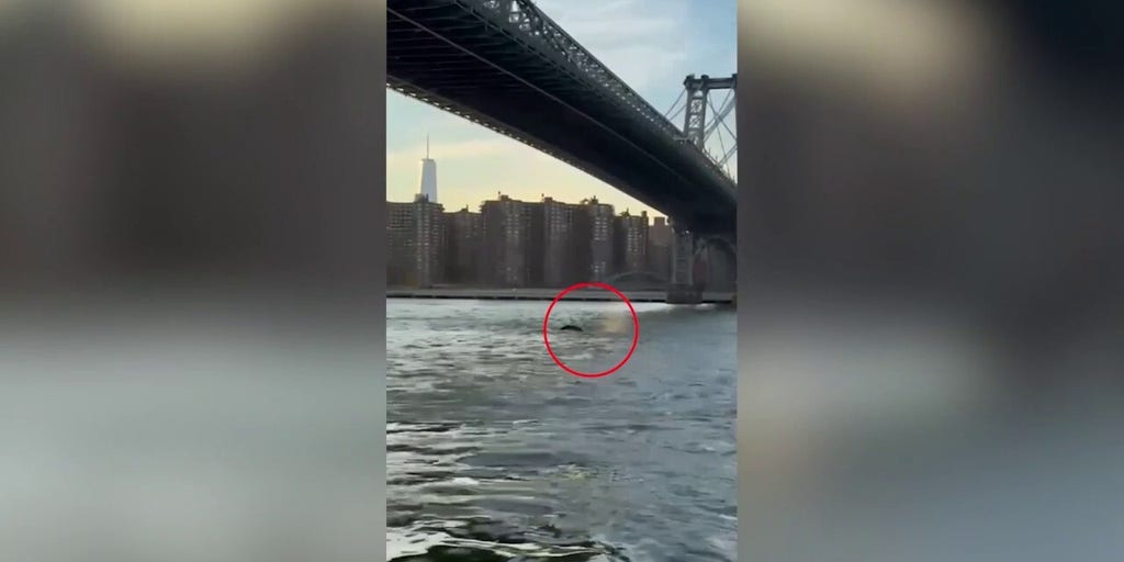 Whale Sighting Sparks Caution in East River