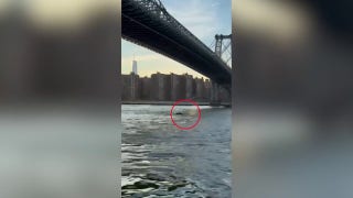New York City residents shocked by unusual whale sighting under Williamsburg Bridge - Fox News