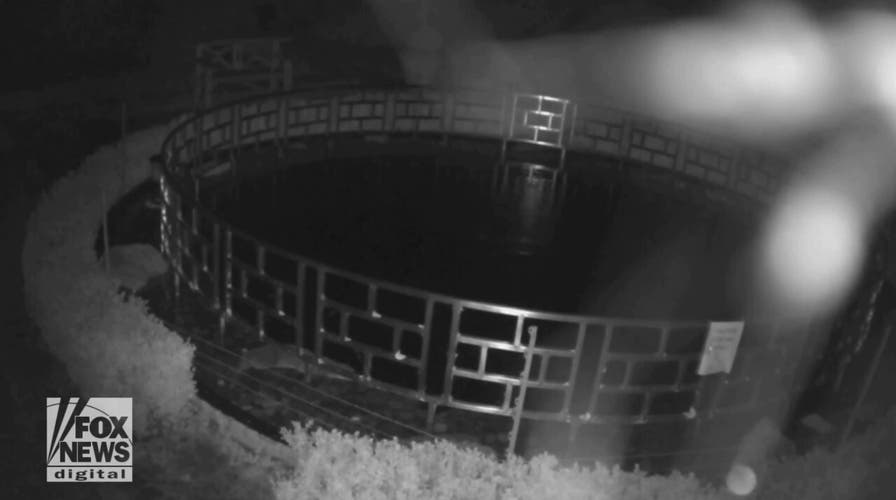 CAUGHT IN THE ACT: Otter steals koi from pond, costing a hotel nearly $125,000