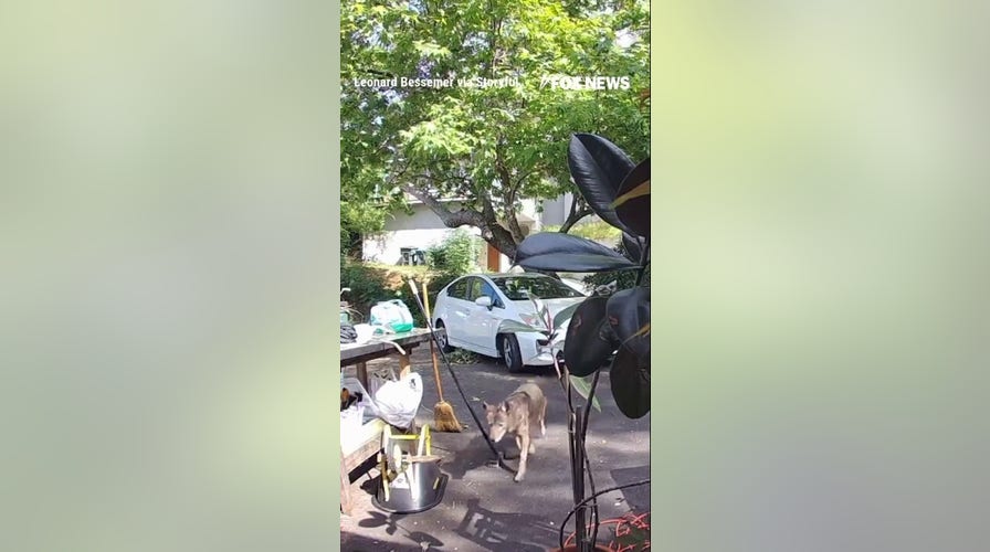TERRIFYING video shows coyote chasing toddler outside CA home