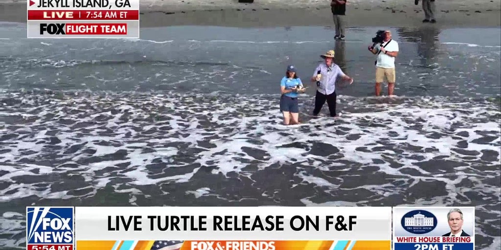 'Fox & Friends' witnesses release of rehabilitated sea turtle on Jekyll Island, Georgia