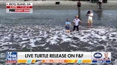 'Fox & Friends' witnesses release of rehabilitated sea turtle on Jekyll Island, Georgia