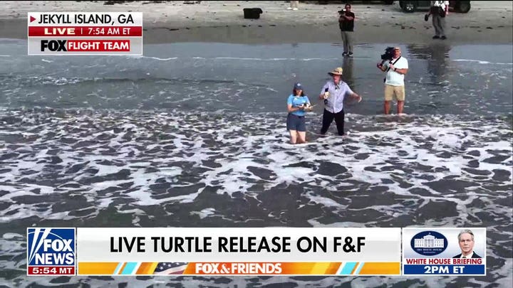 «Fox & Friends» presencia la liberación de una tortuga marina rehabilitada en la isla de Jekyll, Georgia