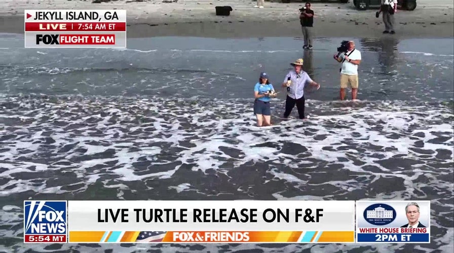 'Fox & Friends' witnesses release of rehabilitated sea turtle on Jekyll Island, Georgia