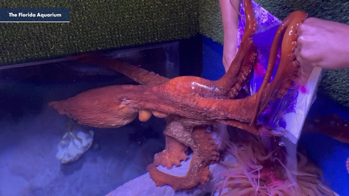 Octopus shows off painting talent at Florida aquarium