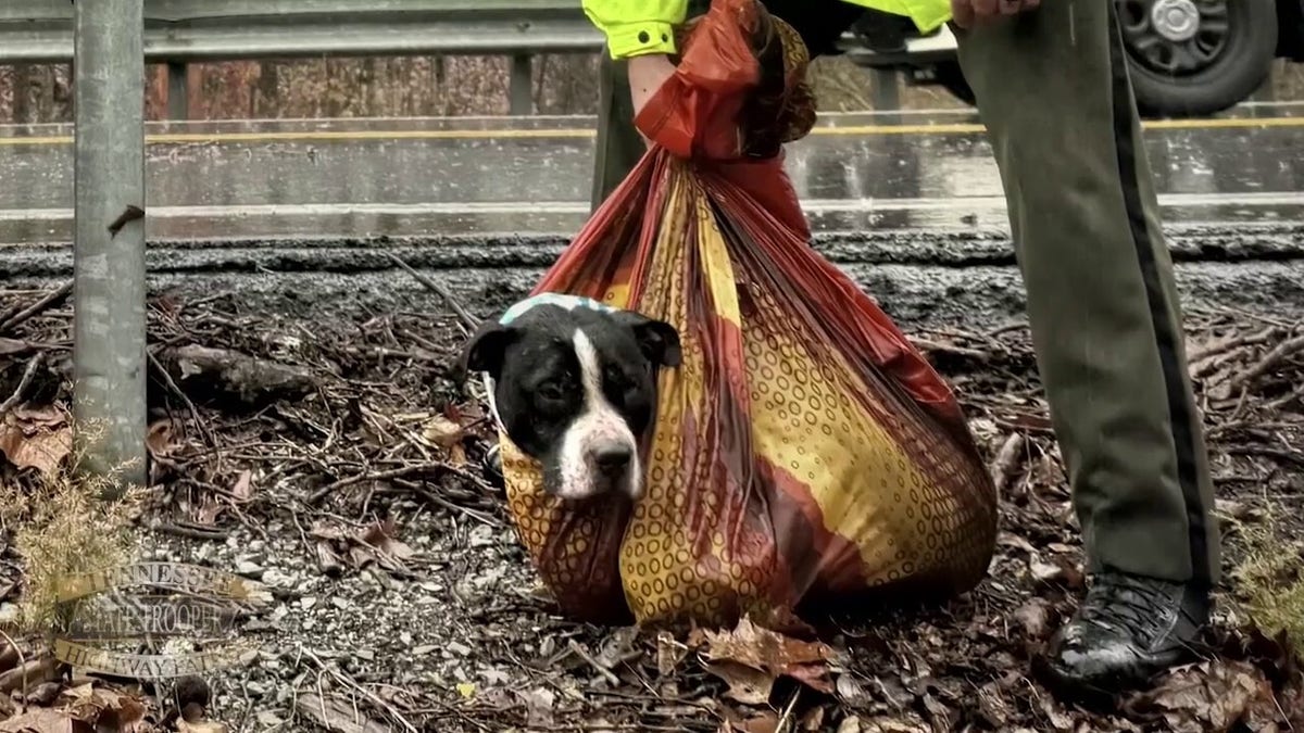 Tennessee los organismos se unen para rescatar a un perro herido de un  barranco