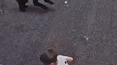 SEE IT: Heroic husky protects child from charging bear attack