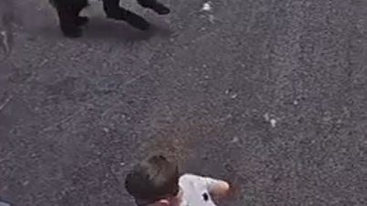SEE IT: Heroic husky protects child from charging bear attack