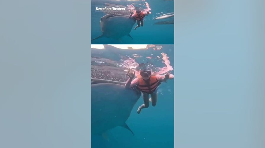 WATCH: Massive whale shark nudges swimmer in underwater footage