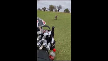 Surprise! Golfers receive shocking visitor on course during their game
