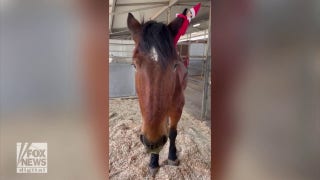 Santa's Elf spotted hanging on horse at local Arizona zoo - Fox News