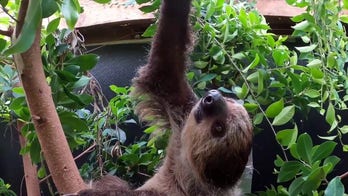 Sloth makes its debut at Oregon Zoo