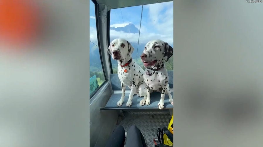 Dalmatian dog parents travel abroad with pets in tow, spending thousands