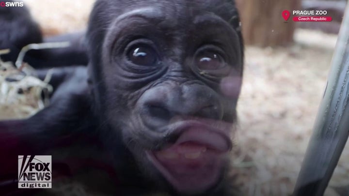 Baby gorilla makes funny faces at zoo visitors