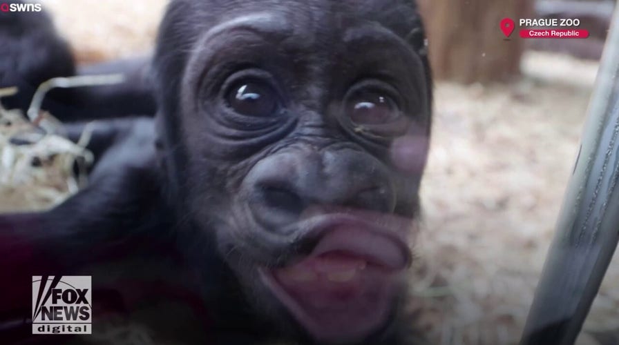 Baby gorilla makes funny faces at zoo visitors