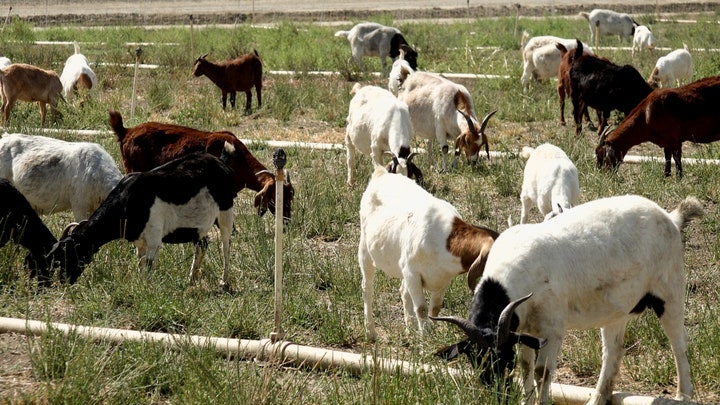 Goats help prevent wildfires