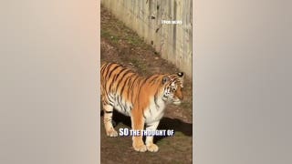 Tomi Lahren defends tiger after fatal wildlife park encounter - Fox News