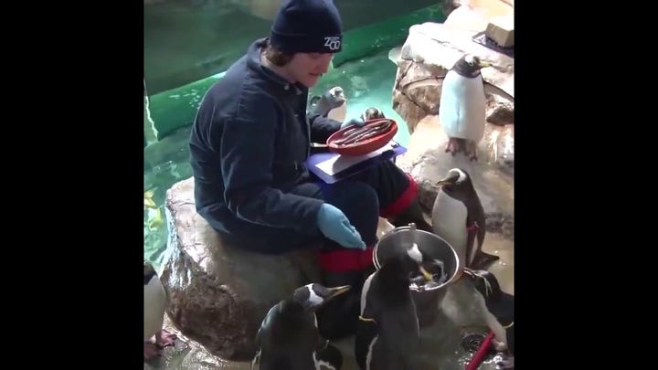 El zoo cierra al público la exposición de pingüinos por un brote de gripe aviar