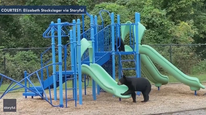 Mother bear, cubs play on North Carolina school playground